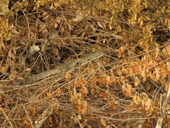 Varanus niloticus