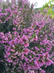Erica parviflora