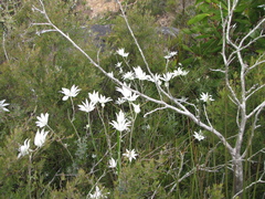 Actinotus helianthi