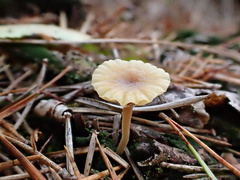 Lichenomphalia