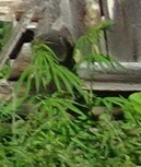 Cannabis sativa spontanea