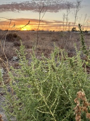 Amaranthus albus