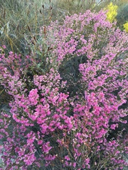 Erica parviflora