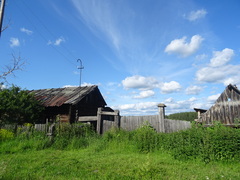 Cannabis sativa spontanea