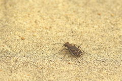 Cicindela tranquebarica