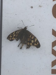 Papilionoidea