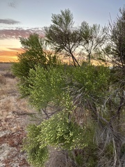 Baccharis sarothroides