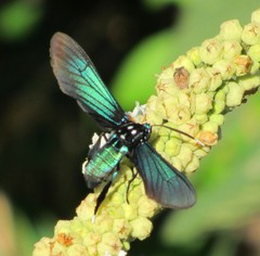 Poliopastea indistincta