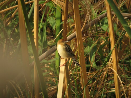 Chirping Cisticola (Cisticola pipiens), photo 2