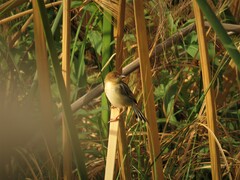 Cisticola pipiens