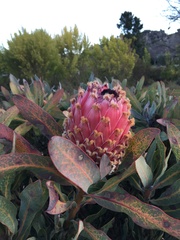 Protea magnifica