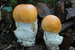 Amanita subnudipes