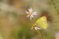 Colias philodice