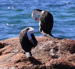 Phalacrocorax varius