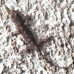 Gekko japonicus