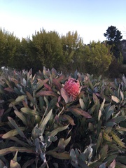 Protea magnifica