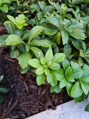 Pachysandra terminalis