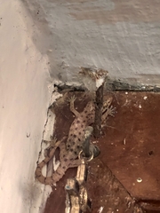 Hemidactylus parvimaculatus