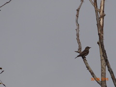 Turdus eunomus