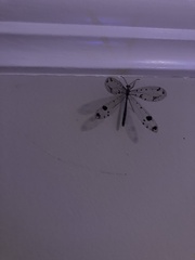 Dendroleon obsoletus