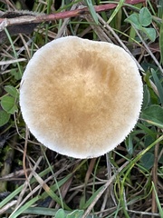 Cystoderma amianthinum