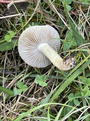 Cystoderma amianthinum