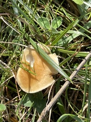 Cystoderma amianthinum