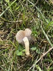 Cystoderma amianthinum