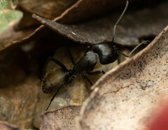 Camponotus aeneopilosus