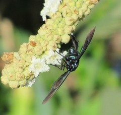 Poliopastea indistincta