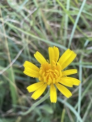 Hieracium sabaudum