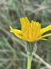 Hieracium sabaudum