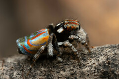 Maratus volans
