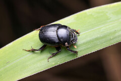 Onthophagus neostenocerus