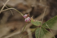 Flemingia parviflora