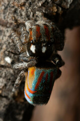 Maratus volans