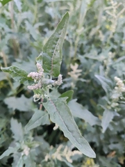 Atriplex tatarica