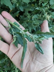 Atriplex tatarica