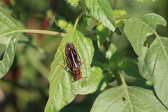 Polistes comanchus