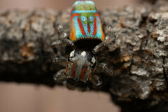 Maratus volans