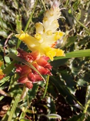 Lachenalia lutea