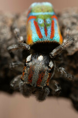Maratus volans