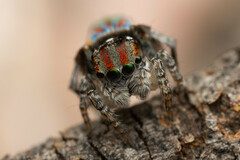 Maratus volans
