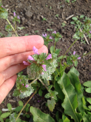 Lamium hybridum