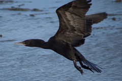 Phalacrocorax sulcirostris