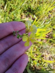 Brassiceae