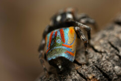 Maratus volans
