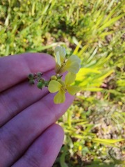 Brassiceae