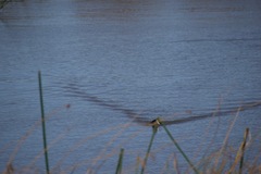 Fulica atra australis