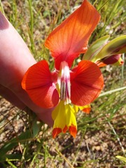 Gladiolus alatus